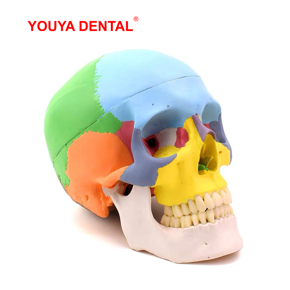 Model Tengkorak Anatomi Ukuran - 3D Printing Orthodontics ulasan dan harga