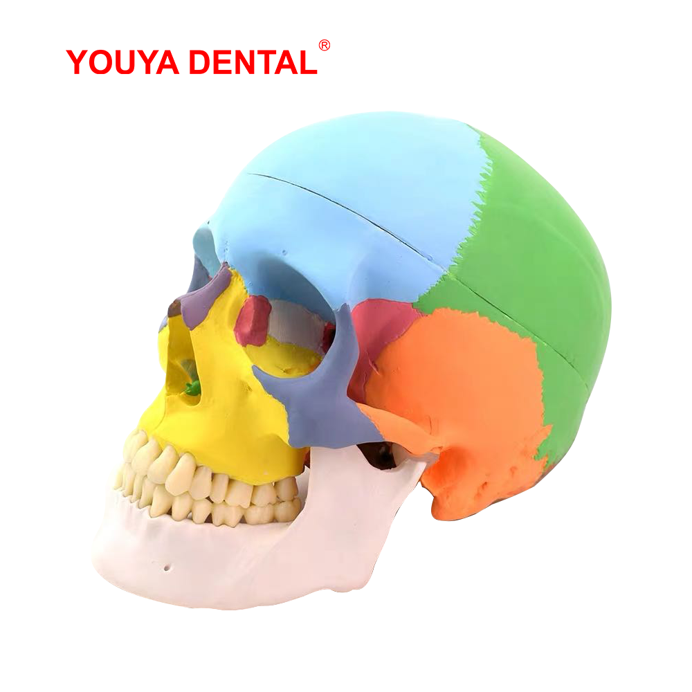 Model Tengkorak Anatomi Ukuran - 3D Printing Orthodontics ulasan dan harga