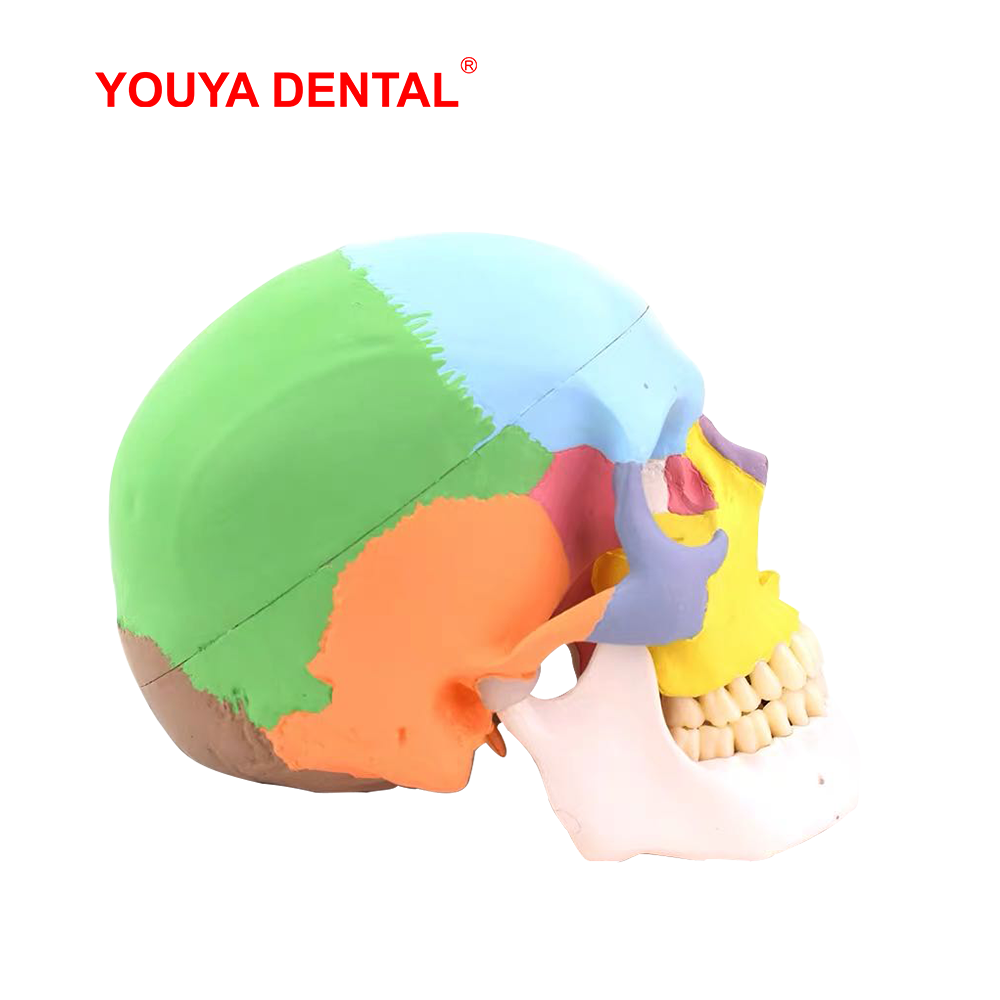 Model Tengkorak Anatomi Ukuran - 3D Printing Orthodontics ulasan dan harga