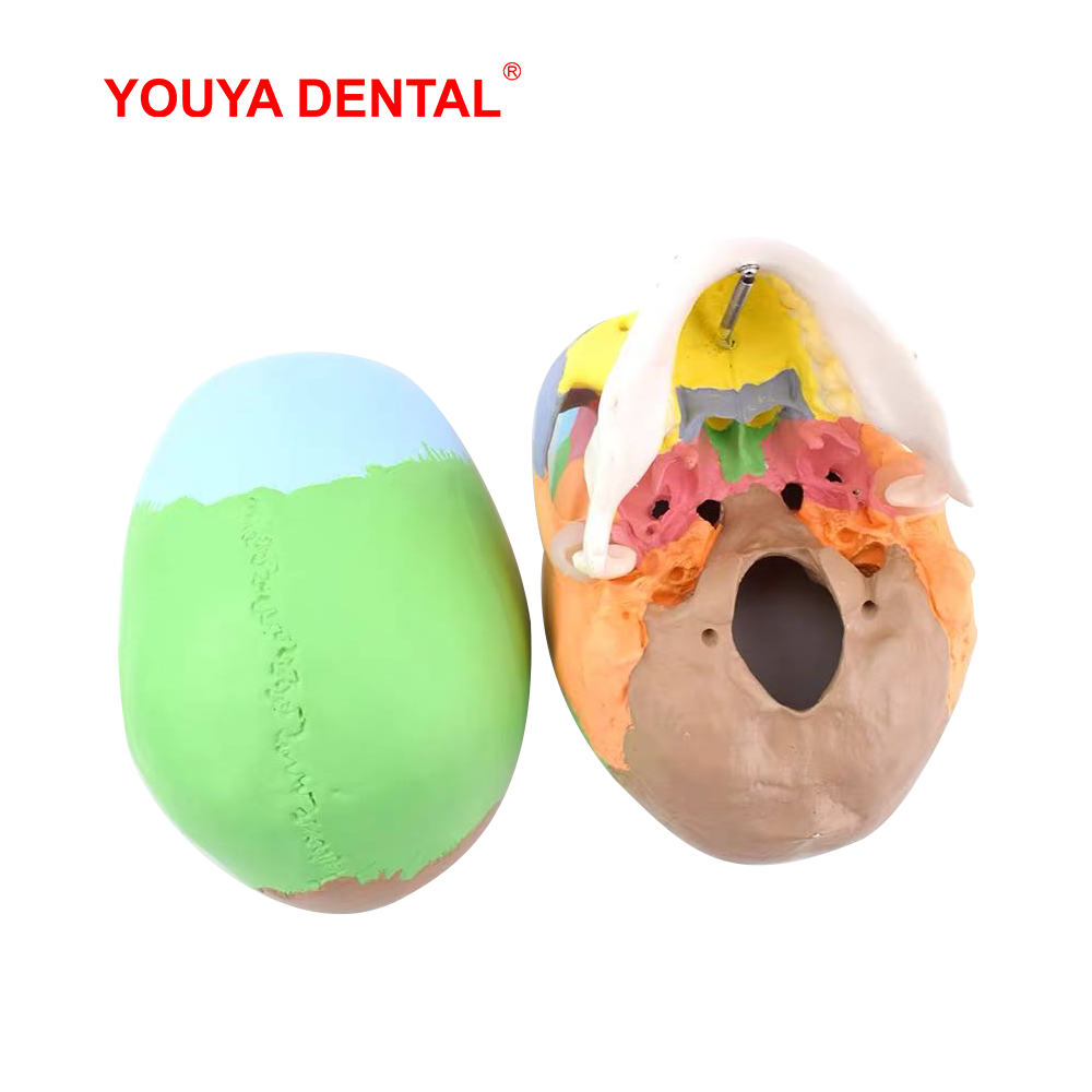 Model Tengkorak Anatomi Ukuran - 3D Printing Orthodontics ulasan dan harga